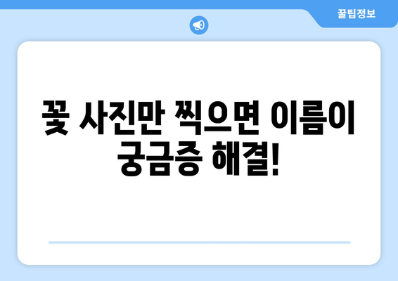 사진으로 꽃 이름 찾기| 궁금한 꽃, 앱으로 쉽게 확인하세요! | 꽃 이름 찾는 앱, 식물 인식 앱, 사진 검색