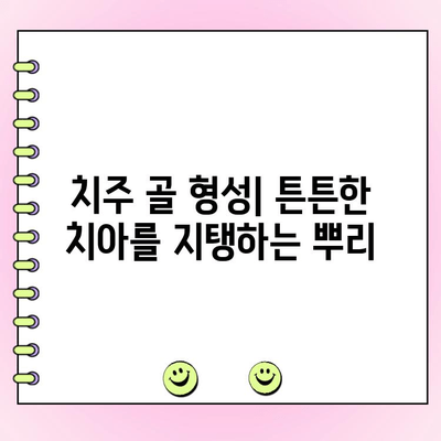 치주 골 형성| 건강한 잇몸과 강한 치아를 위한 기반 | 치주 질환 예방, 잇몸 건강 관리, 치아 건강, 치과 상담